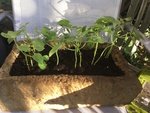 Beans after 6 weeks