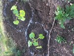Courgettes after 6 weeks