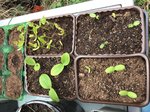 Two weeks after planting