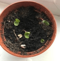 Alex in 2P's sunflowers