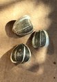 Seeds before planting