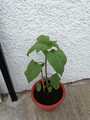 Ollie's sunflower.jpg