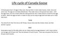 Life cycle of Canada Goose Anton.jpg