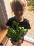 OR basil.jpg