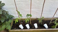 HP tomatoes.jpg