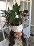 IMG_9267.jpeg