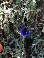 NB flower bee.jpg