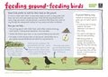 1-Ground feeding birds (1).jpg
