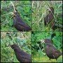 blackbird-nest-building.jpg