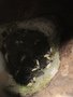 Alexander's chicks.jpg
