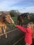Meeting the horses!