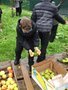 Picking fruit 3.jpg