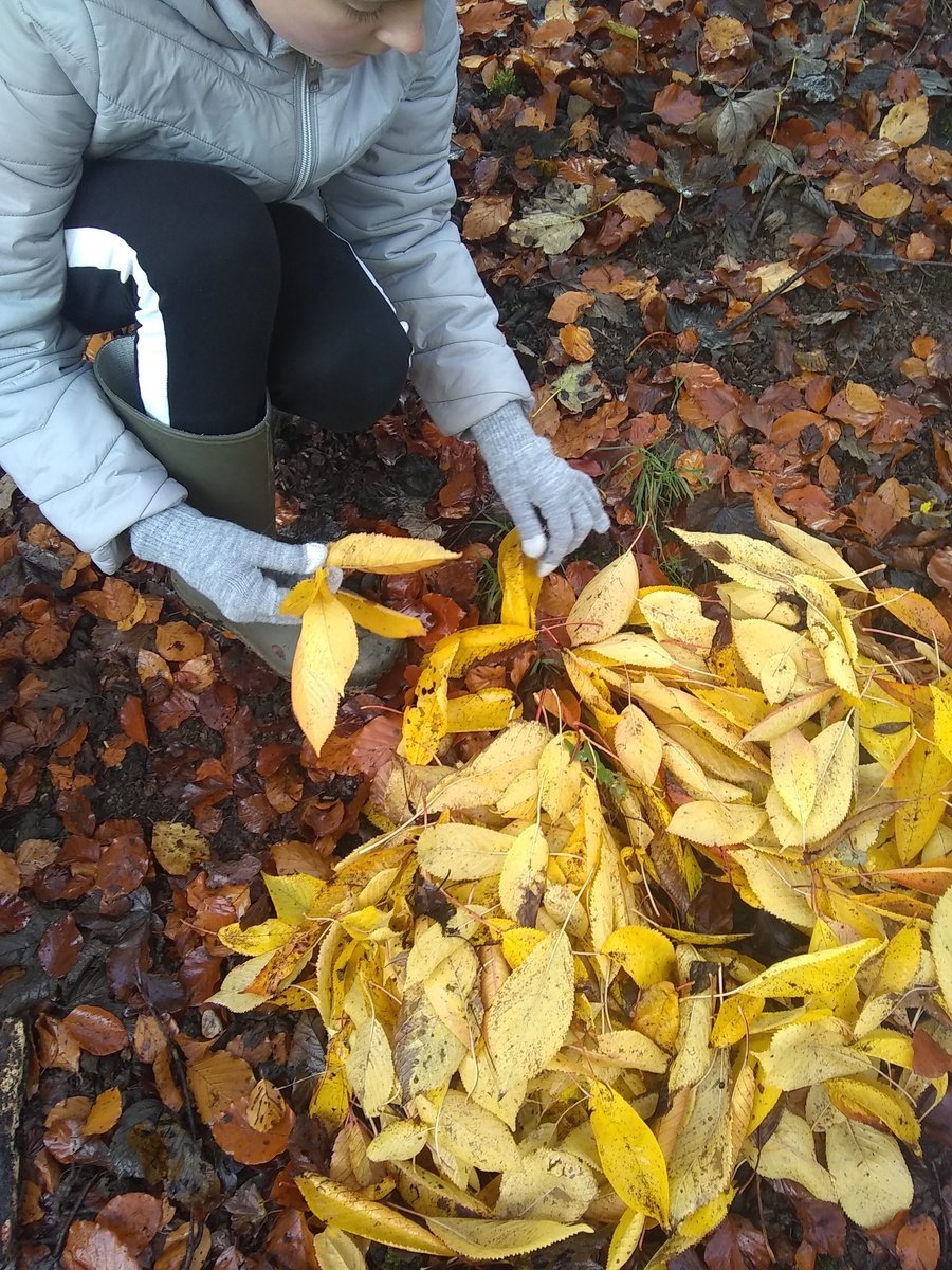 Andy Goldsworthy inspired woodland art.