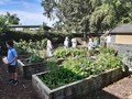 Food tasting and school garden lockdown 2020 4.jpg