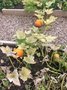 Growing pumpkins.jpg