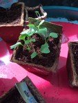 OR plants 2.jpg