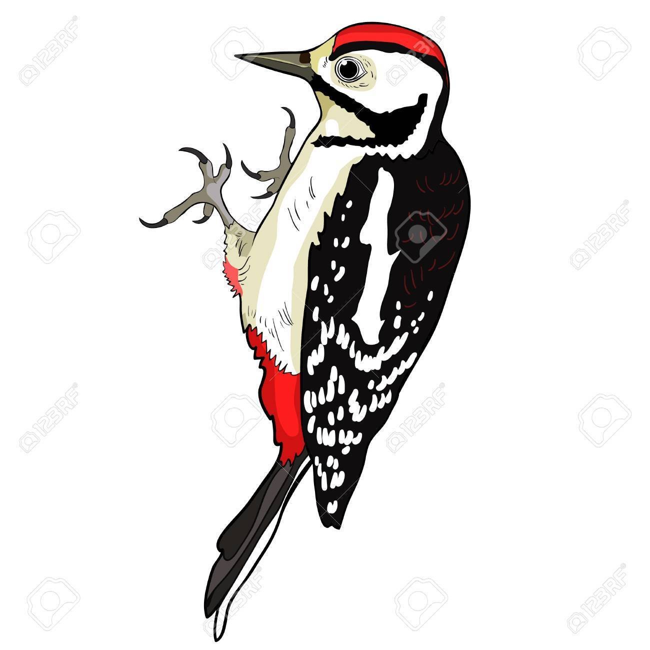 Image result for woodpeckers clipart