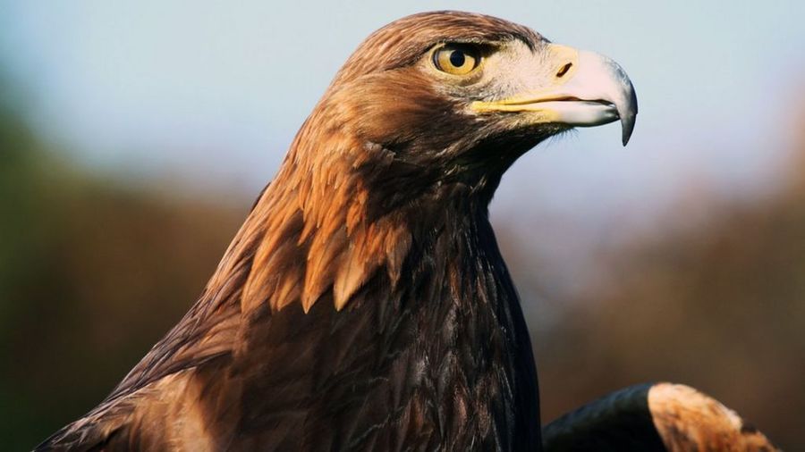 kingfield-primary-school-and-nursery-golden-eagle-class