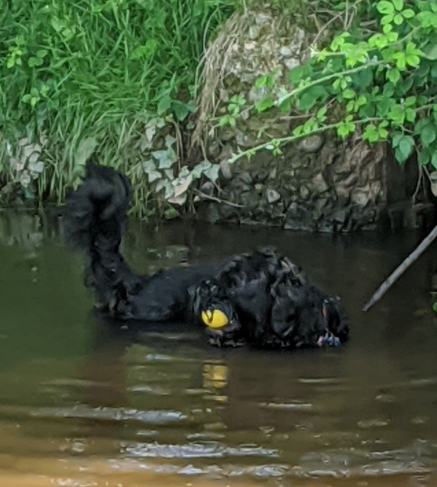 I am a Portuguese Water Dog