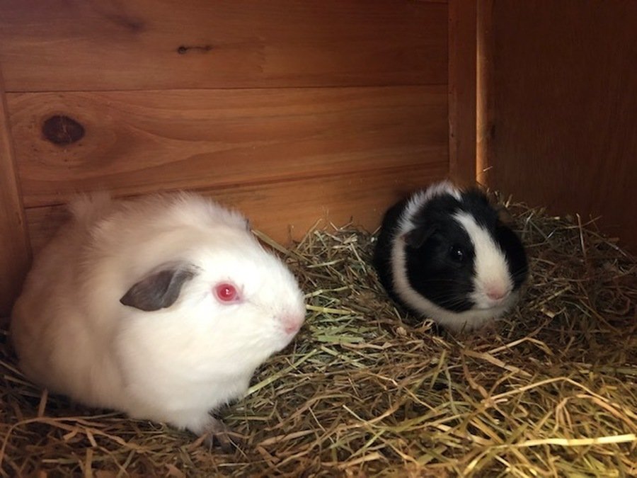 Capel Guinea-Pigs - Luna and Star