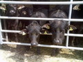 PICT0246.JPG
