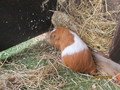 In the hutch