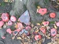 DSC00442.JPG