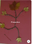 leaf art 3.PNG