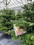 Year 1 - our own supplier of Christmas trees