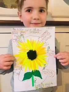 Jacob's sunflower
