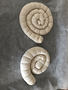 Copy of Ammonites.jpg