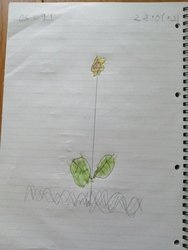 Oscar Flower.jpg
