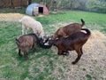 Mia's goats.jpg