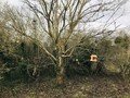 Tree.jpg