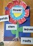 Flower 2.jpg