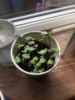 radishes Matilda.jpg