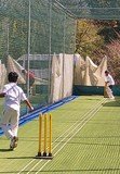 Cricket 3.jpg