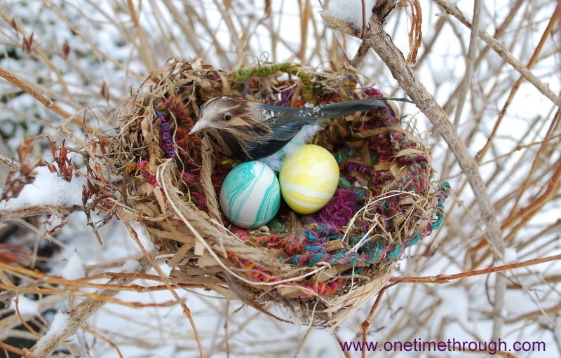 How to build a bird's nest using natural resources 