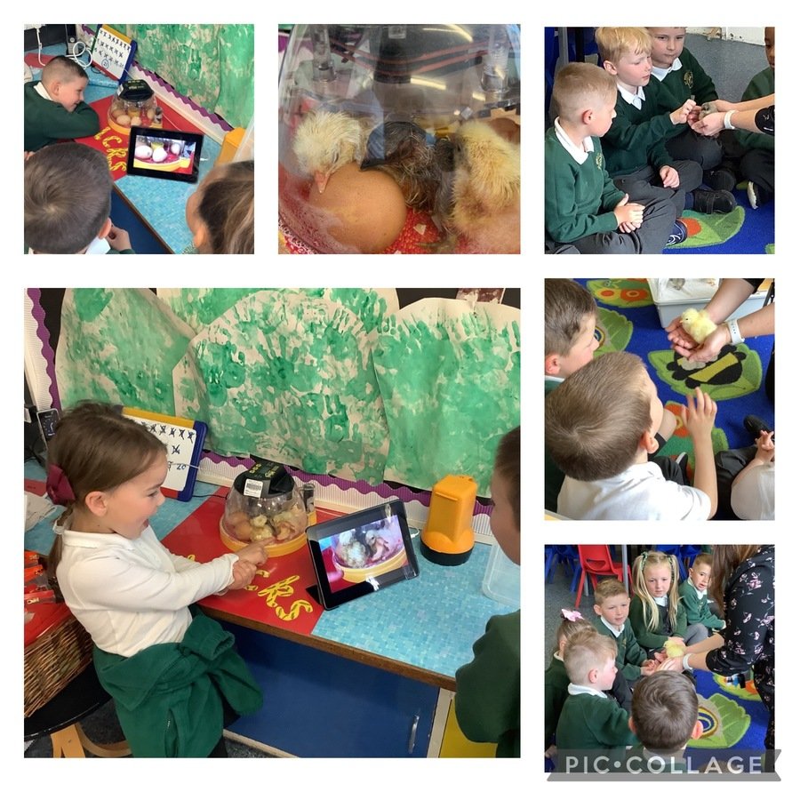 Reception have been incubating eggs! 