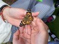Butterfly 8.jpg
