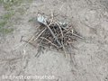 Birds nest making.jpg
