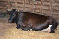 Y2 Manor Farm 2021  (134).JPG