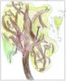 Lime tree drawing.jpg