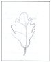 oak leaf drawing.jpg