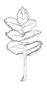 rowan leaf drawing.jpg