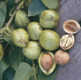 walnuts.png