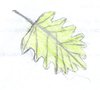 birch leaf.jpg