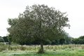 whitebeam.jpg