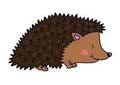 hedgehog.jpg