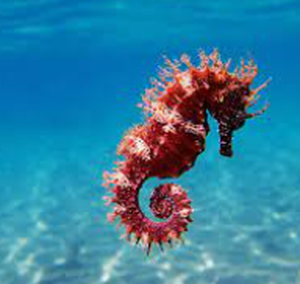 Seahorse.PNG